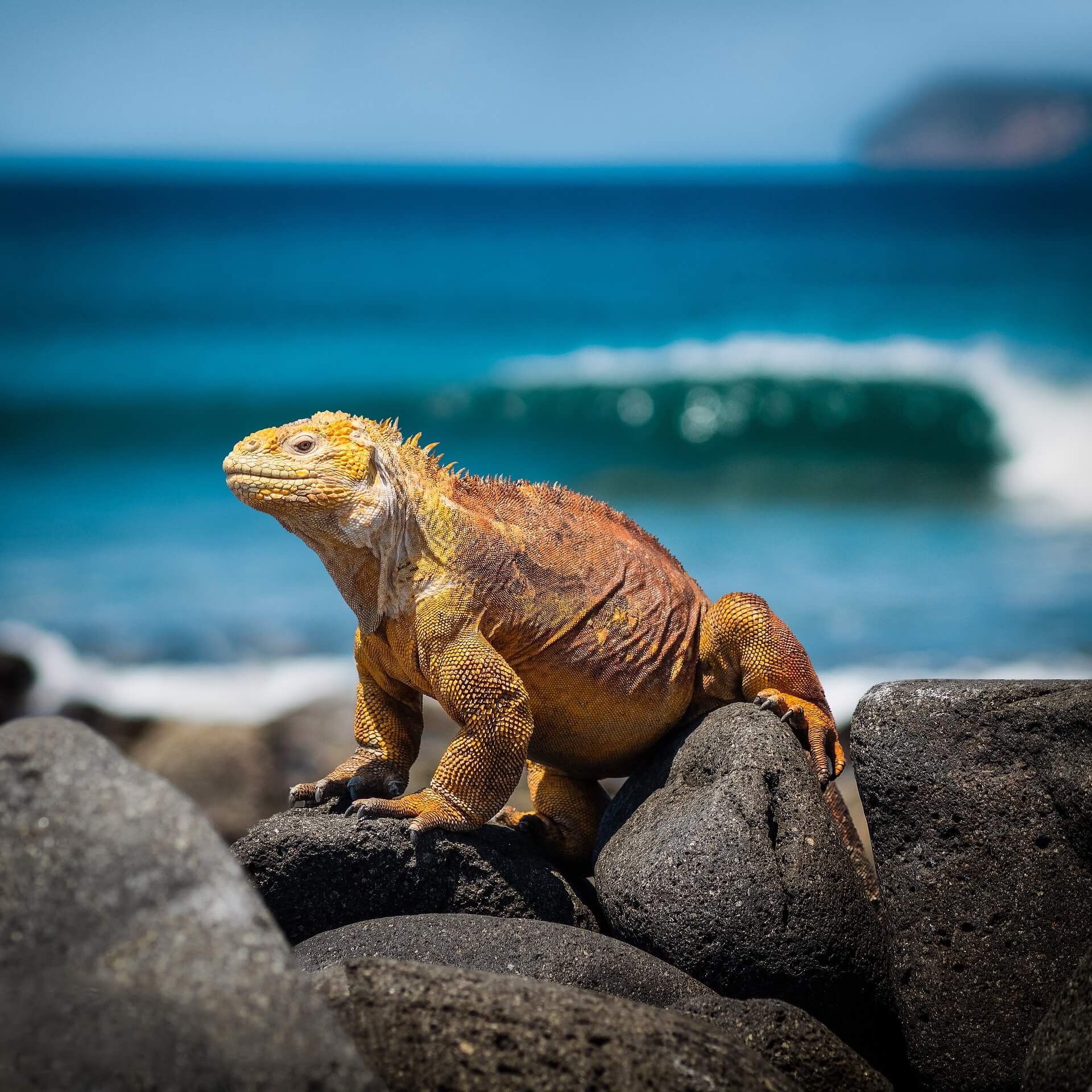 Bright yellow iguana takes in the sun sat upon some rocks