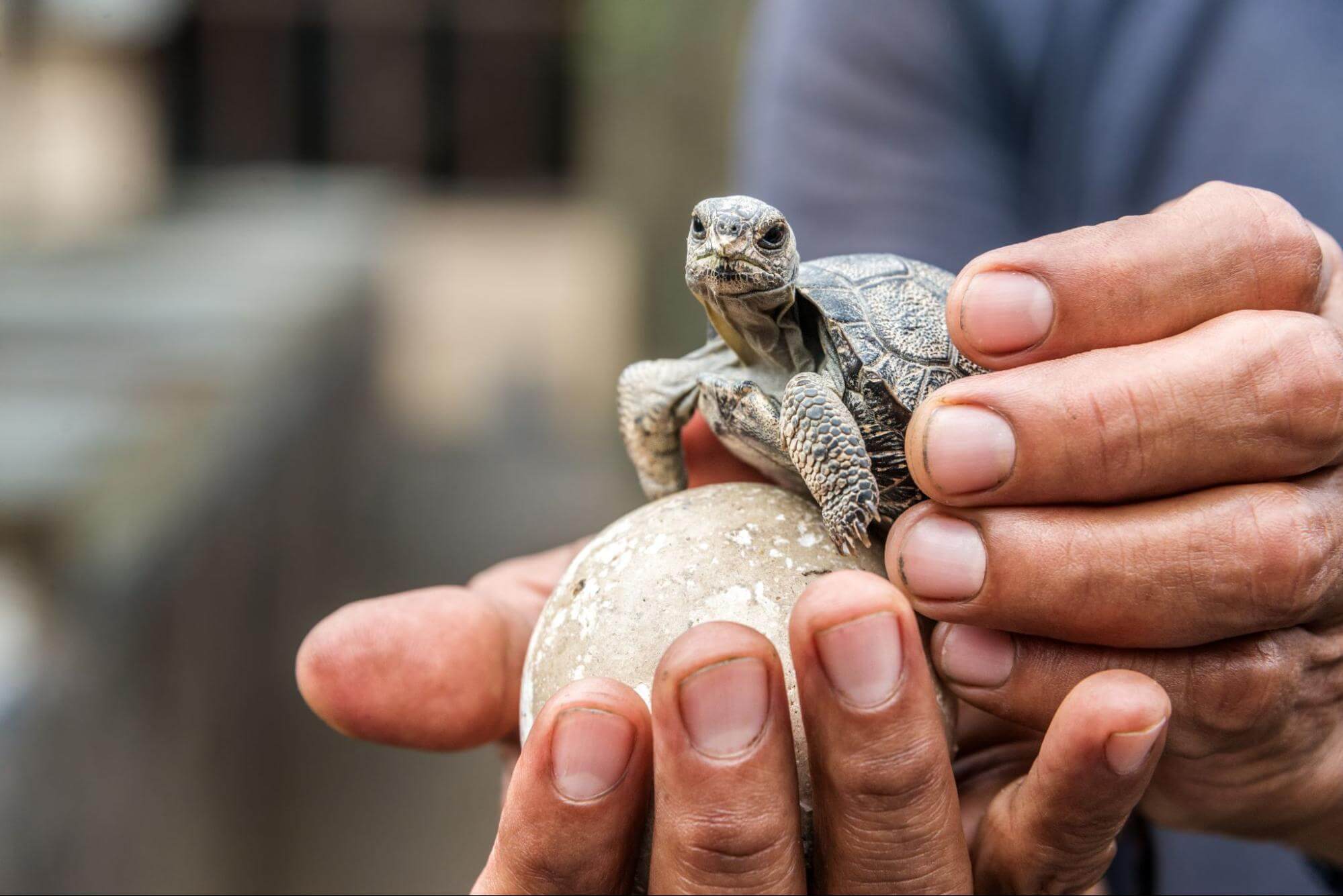 Baby tortoise 