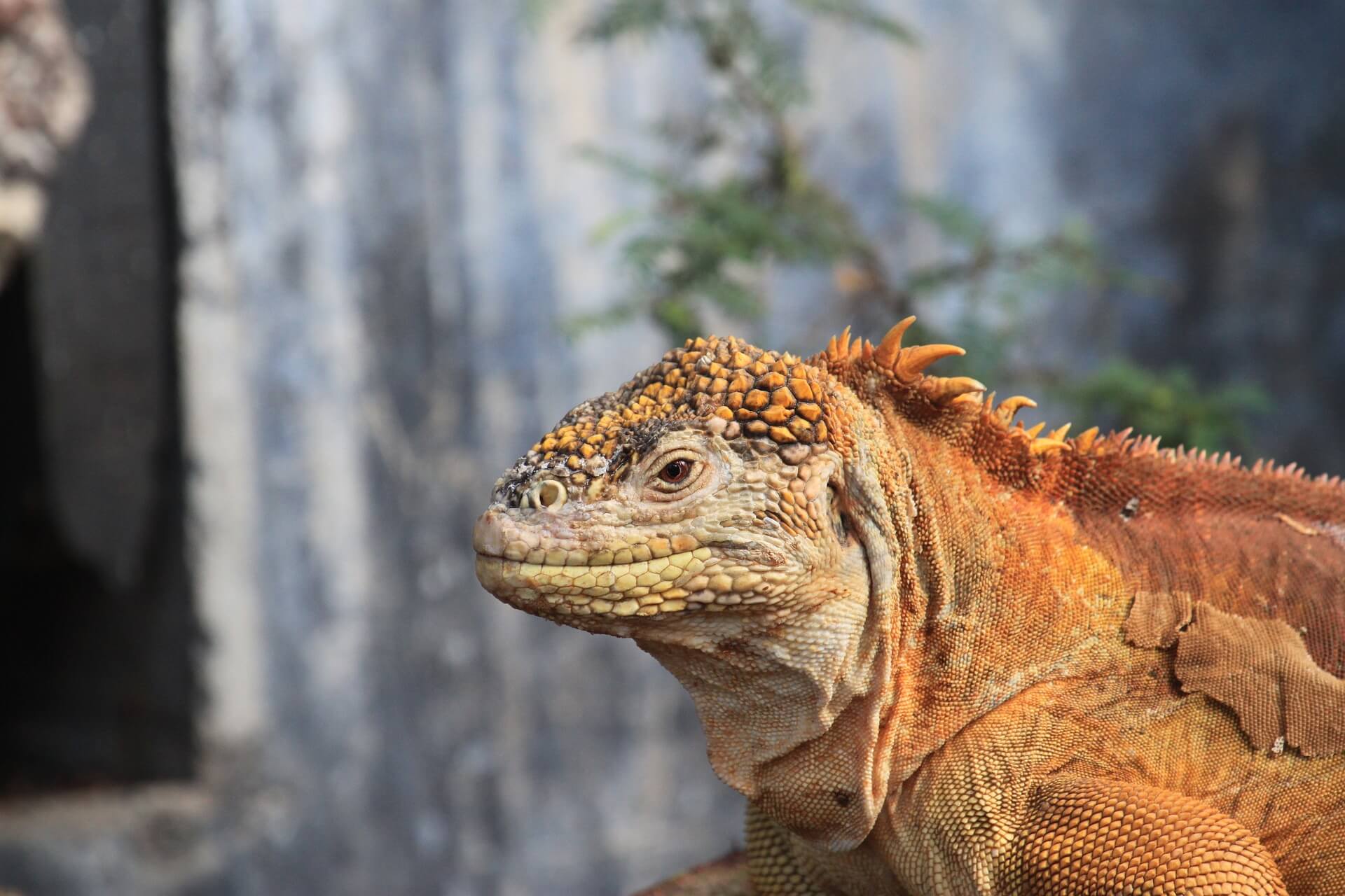 A yellow and orange land iguana. Photo: Dave Emsley