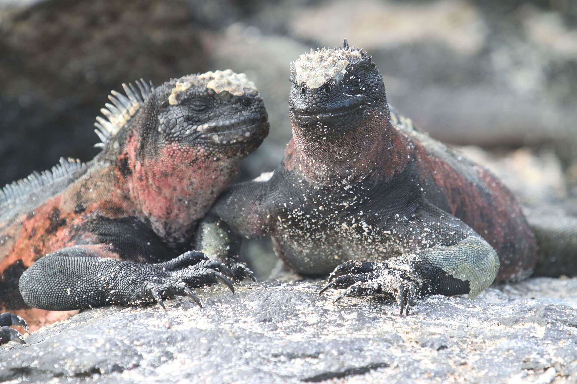 Two gray and red marine iguanas rest on a sandy rock. Photo: Dave Emsley