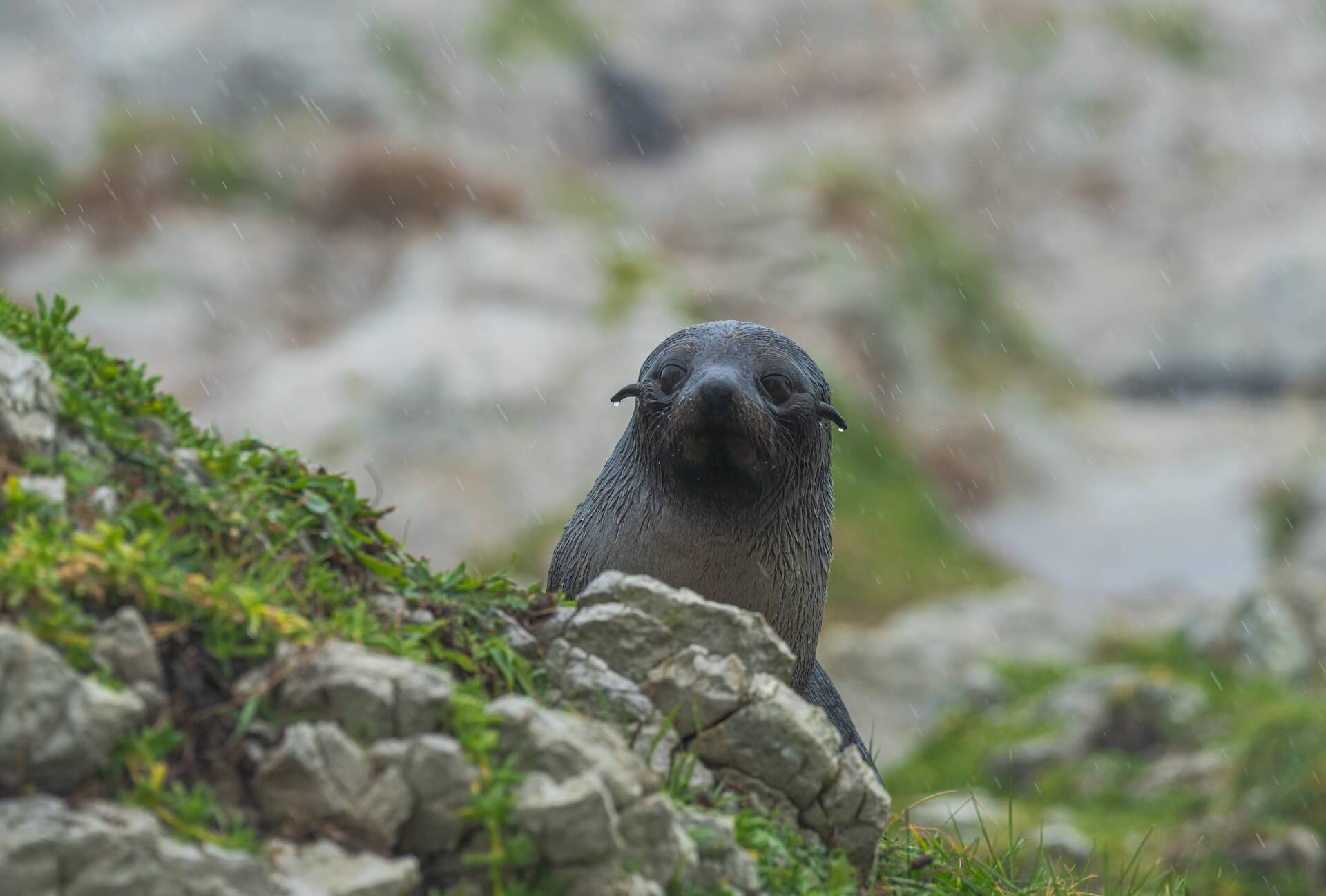  A brown fur seal peeks out behind mossy rocks in the rain. Photo: Ethan Brooke