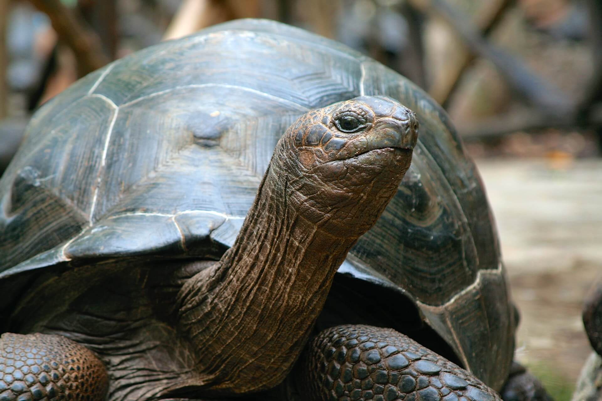 A giant Galápagos tortoise. Photo: Jeniffer Collee