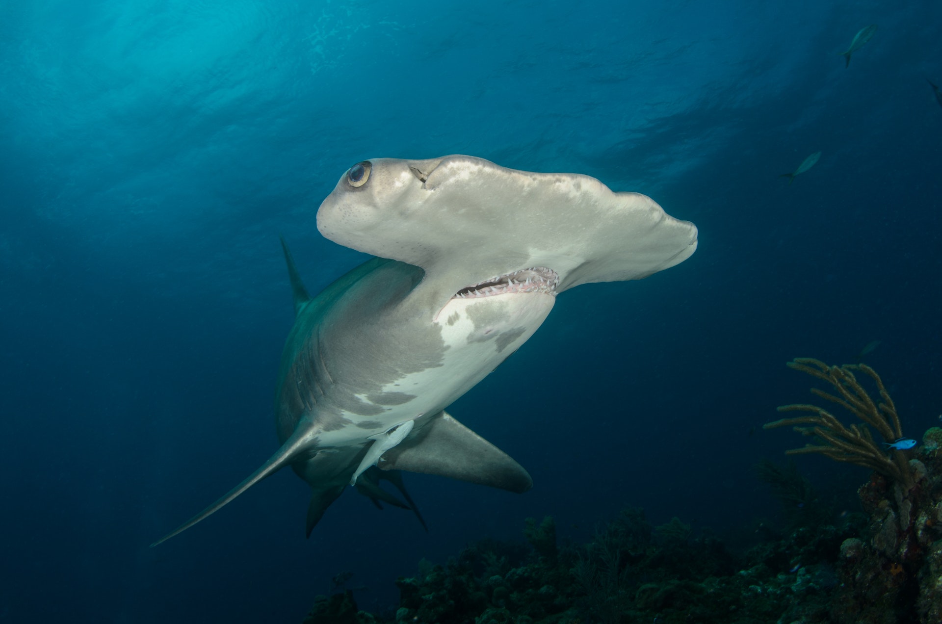 A gray and white scalloped hammerhead shark in the dark blue sea. Photo: Ben Phillips 