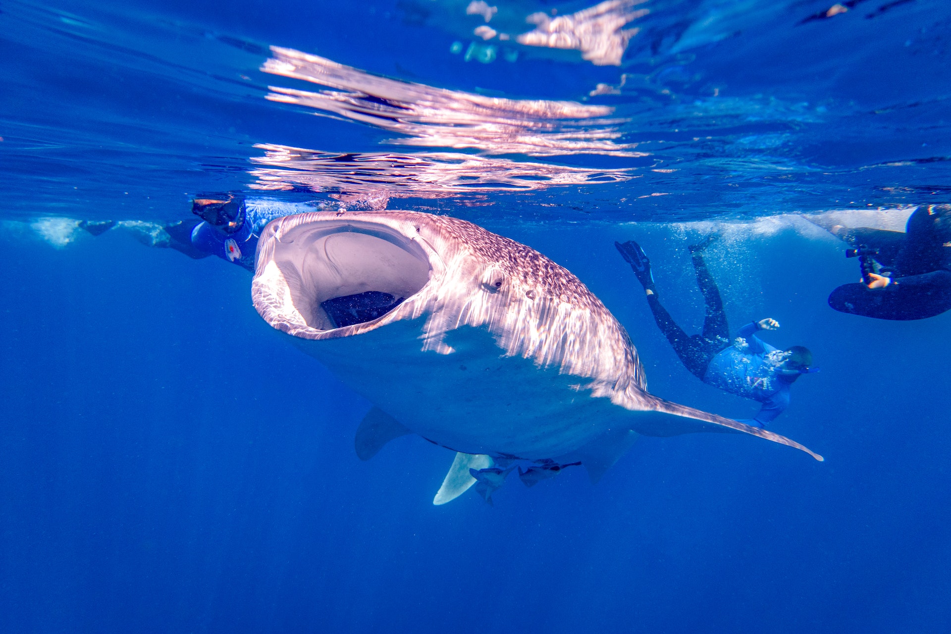 An open-mouthed whale shark and three scuba divers. Photo: Matt Botha