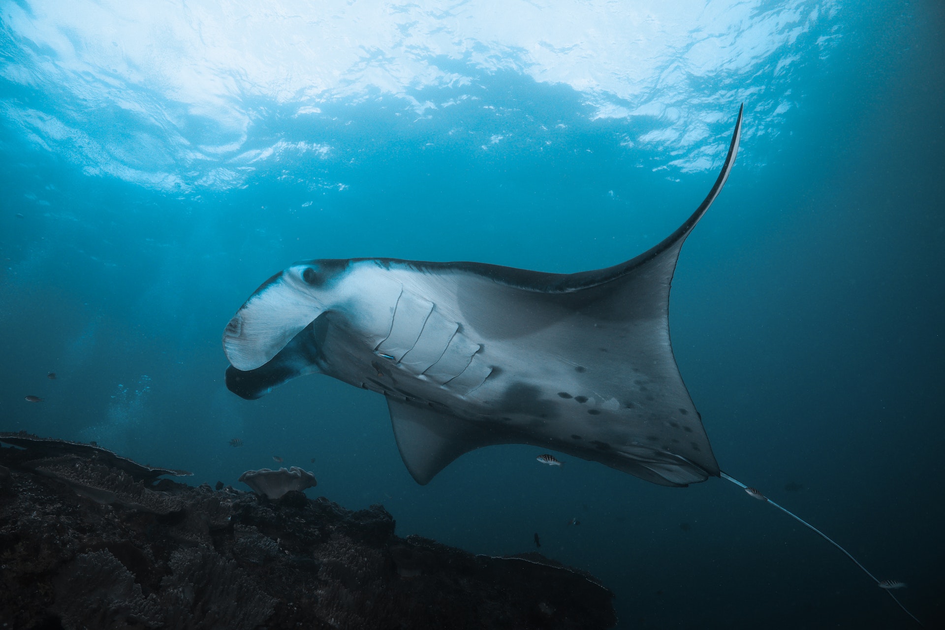 A large gray manta ray swims near the seabed. Photo: Matt Waters