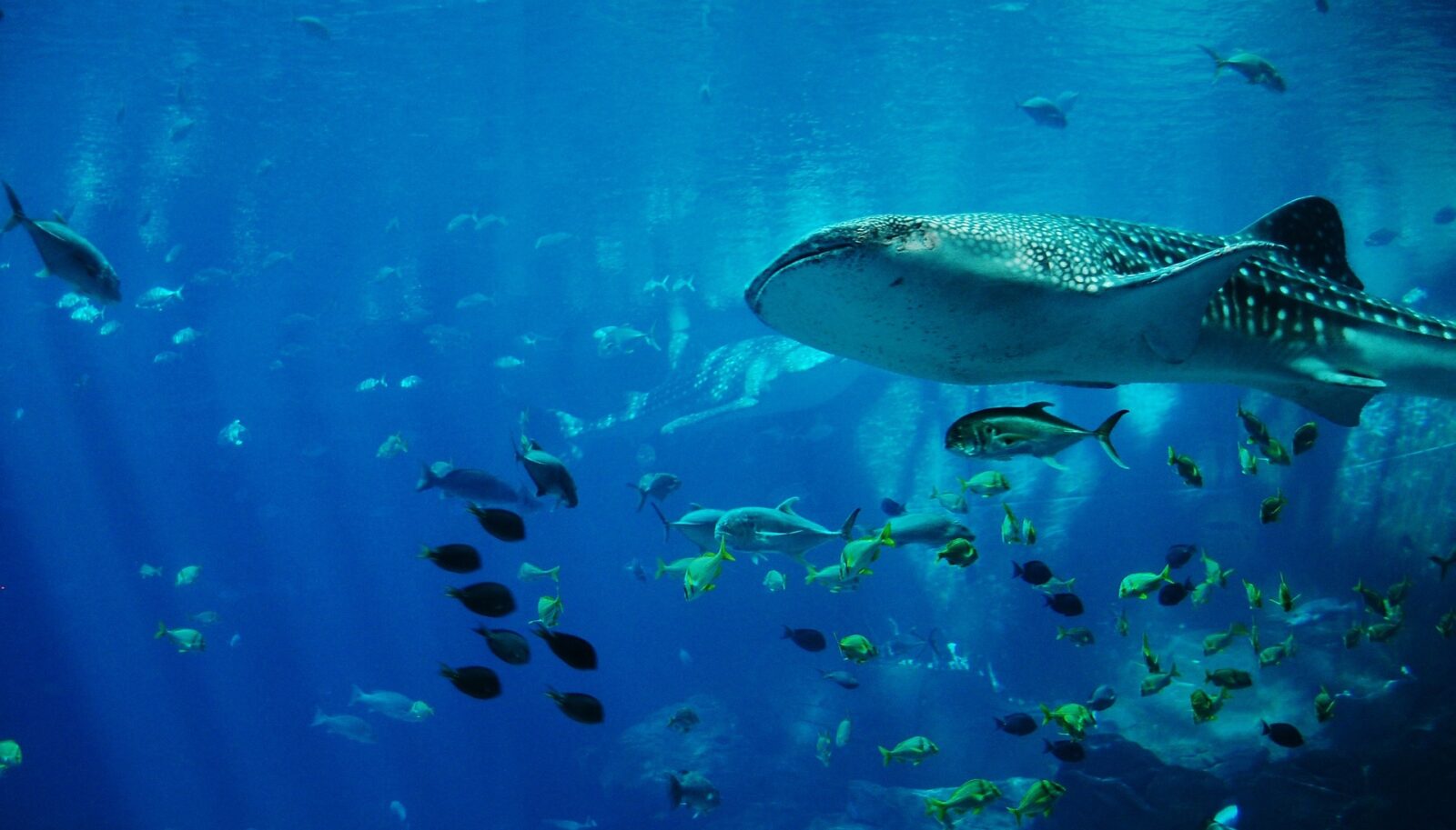 A whale shark and tropical fish, in deep blue sea. Photo: Domingo Trejo