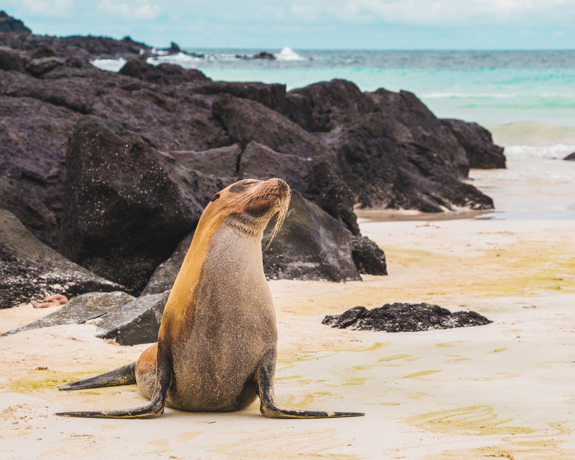 A light brown sea lion on a sandy beach. Photo: Amy Perez