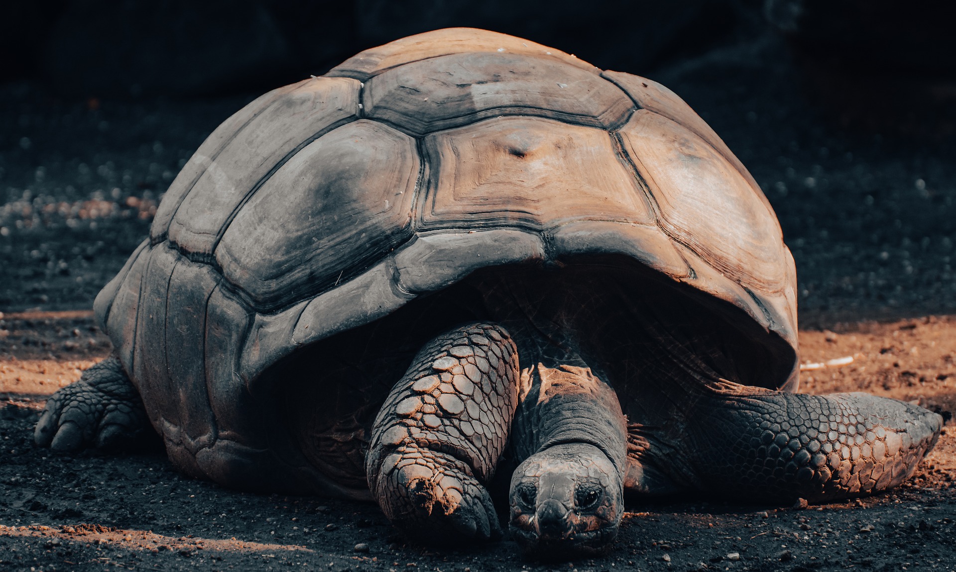 The large, brown Galápagos giant tortoise. Photo: Alexas_Fotos