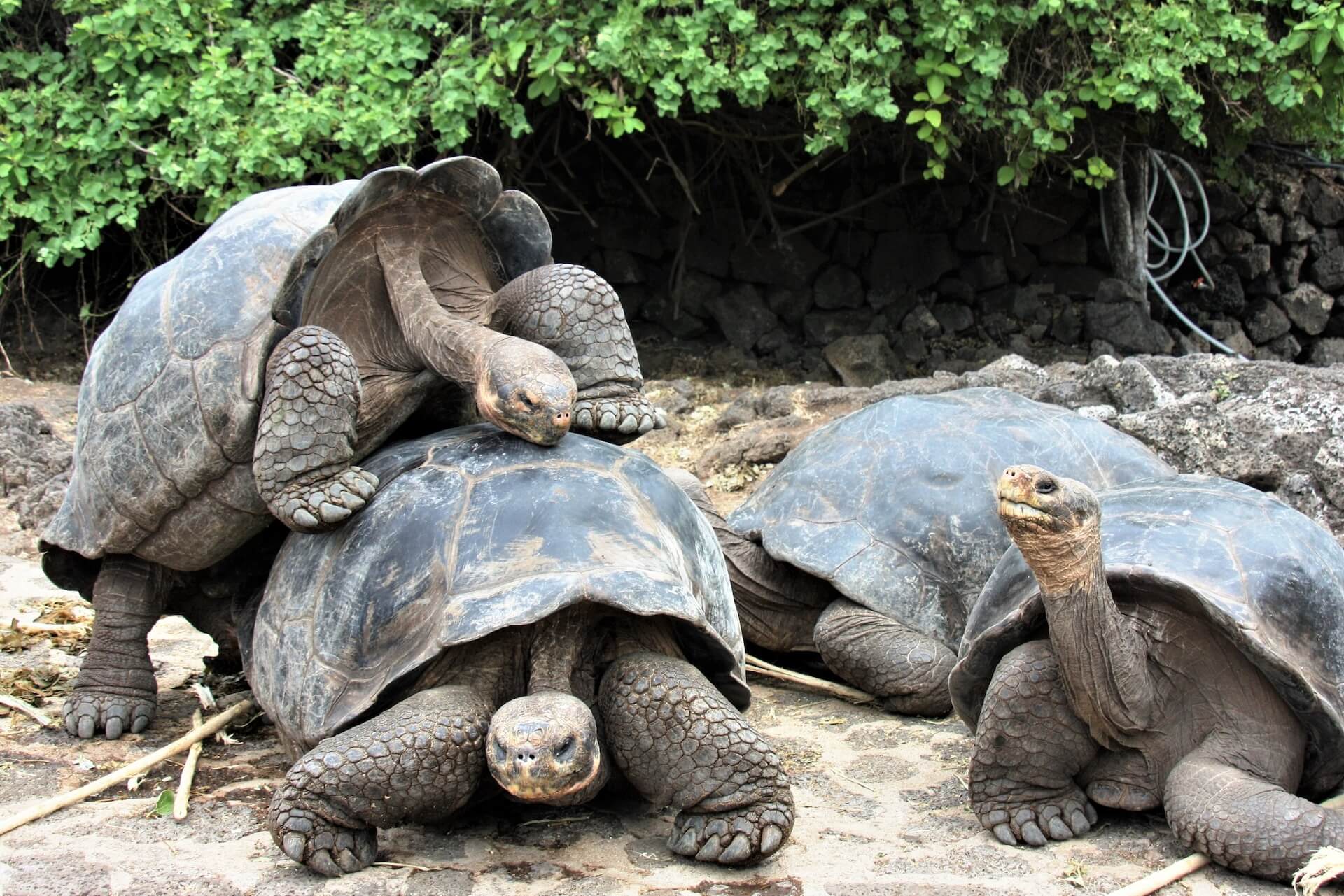 Four brown tortoises on rocky ground. 