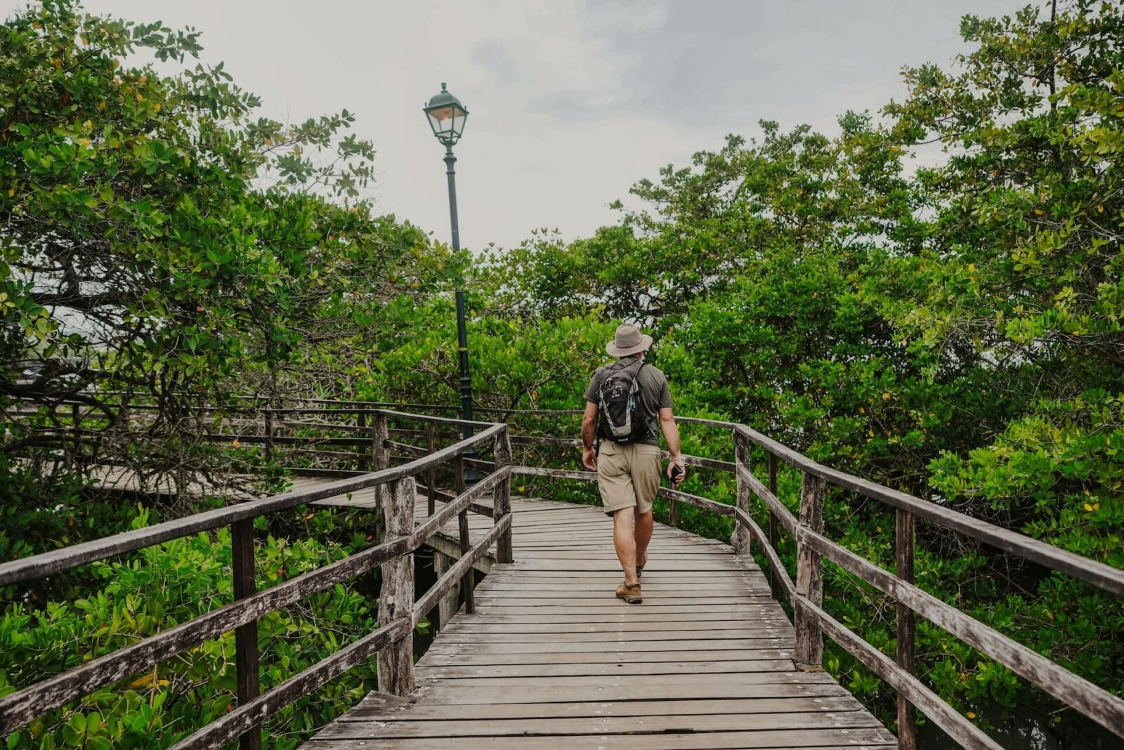 A person walking on a wooden bridge through a green forest.